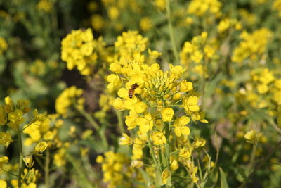 Close-up of bee on yellow flower