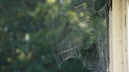 Close-up of spider web