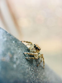 Close-up of spider