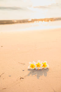 Close-up of yellow flowers on beach