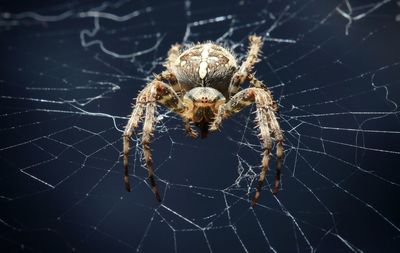 Close-up of spider web