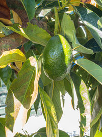 Close-up of fruit growing on tree