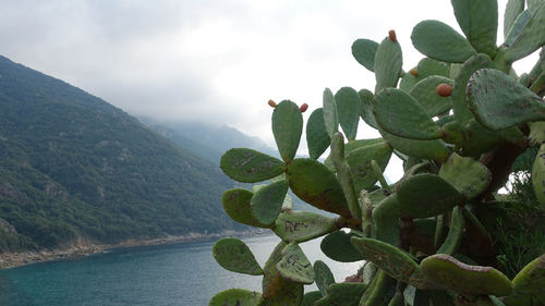 Close-up of plants against sky