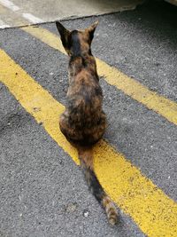 High angle view of cat on street