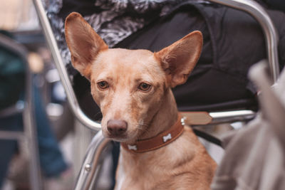 Close-up portrait of a dog