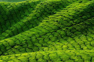 Full frame shot of rice paddy