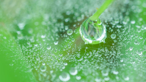 Detail shot of water drops on cobweb and plant