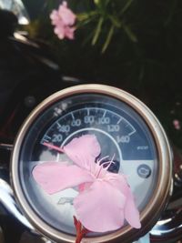 Close-up of pink flower