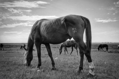 Horses grazing on field against sky