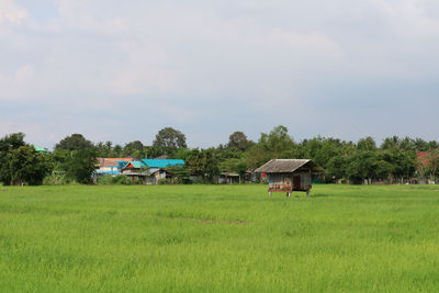 Houses on field by trees against sky