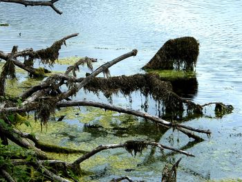 Reflection of tree in lake