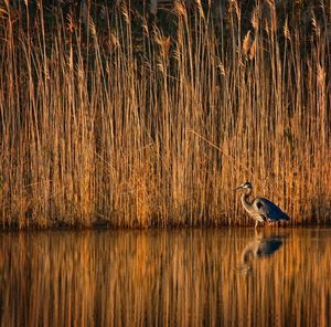 Birds in calm water