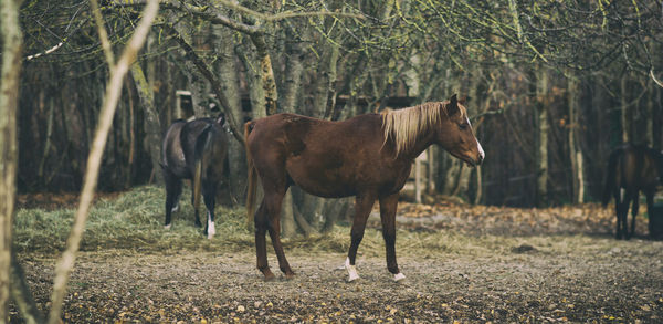 Horses on field