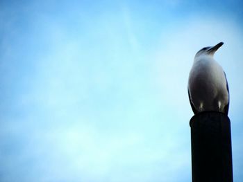 Low angle view of bird perching against sky