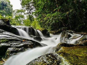 Scenic view of waterfall in forest