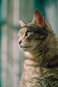 Close-up of a cat looking away