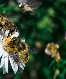 Detail shot of bees on flower