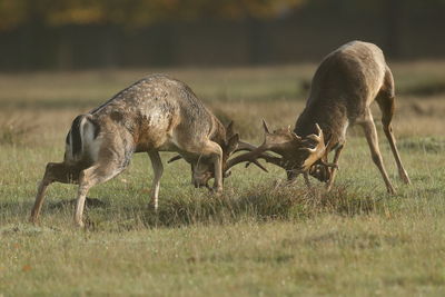 Reindeers fighting on land