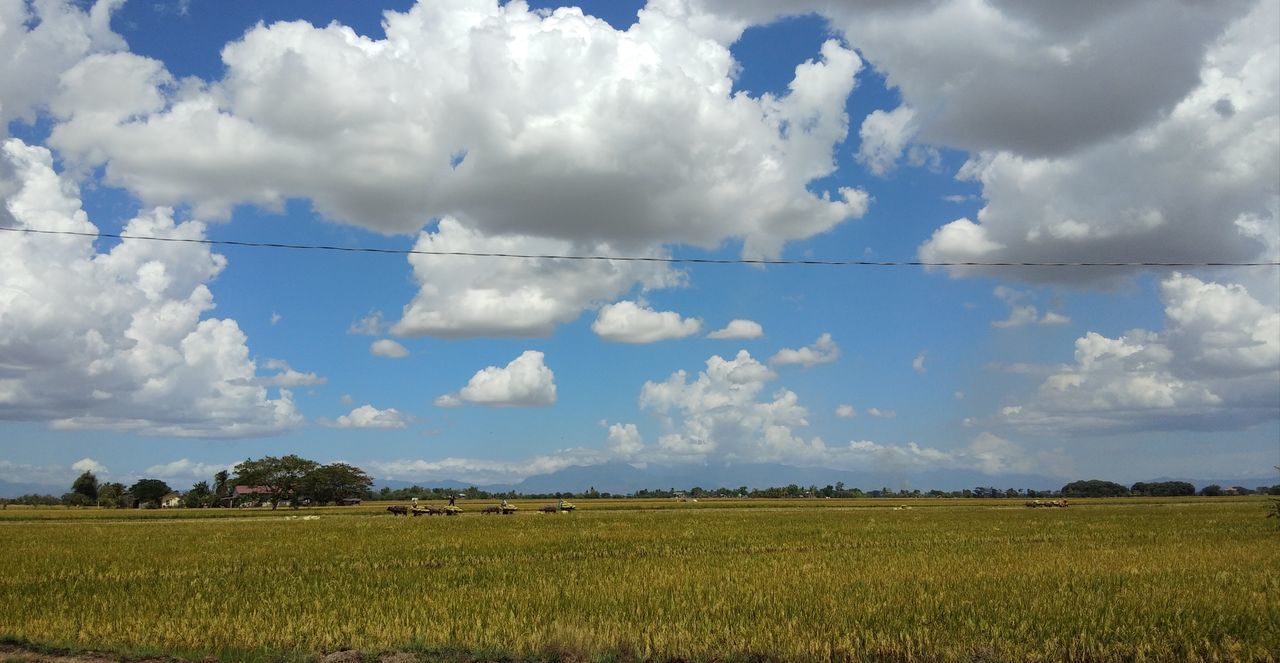 PANORAMIC VIEW OF AGRICULTURAL FIELD AGAINST SKY