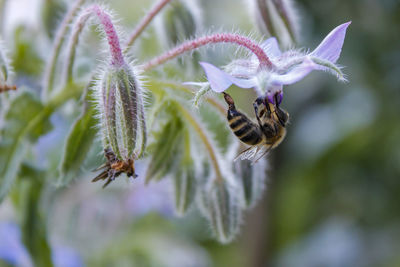 Close-up of bee pollinating on purple flower