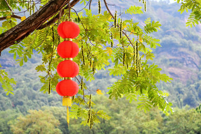 Photo of several traditional chinese lanterns hanging on trees
