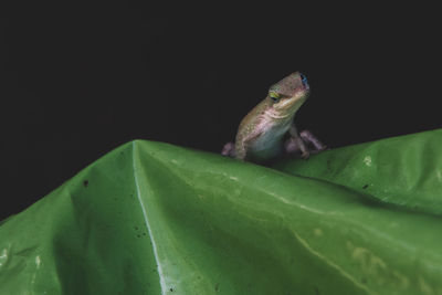 Close-up of frog on leaves