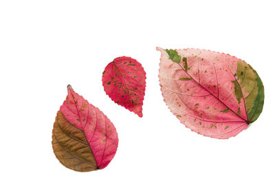 Close-up of dried autumn leaves against white background