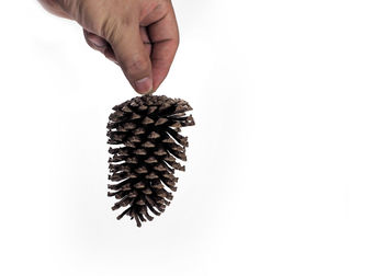 Close-up of hand holding pine cone against white background