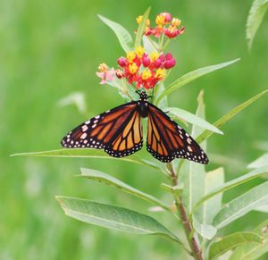 Close-up of butterfly pollinating on flower