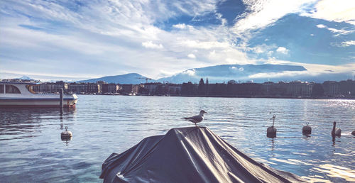 View of seagulls on shore against sky