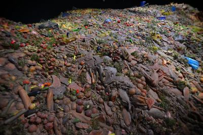 High angle view of flowers on rock