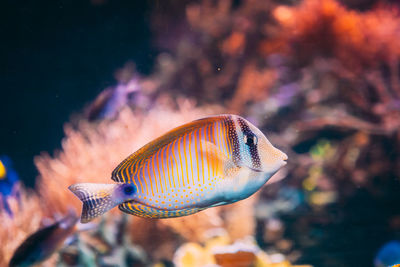 Close-up of fish swimming in aquarium