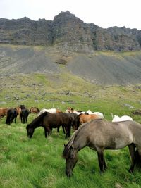 Sheep grazing on grassy field