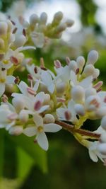 Close-up of white flowers