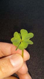 Close-up of hand holding small plant