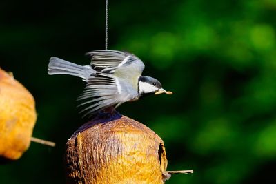 Close-up of bird