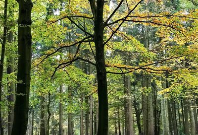 Low angle view of trees against sky