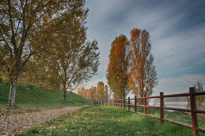 Footpath amidst trees