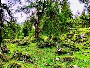 View of trees in forest