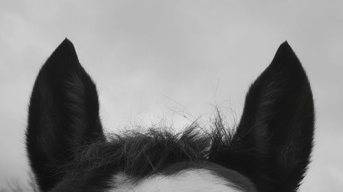 Close-up of horse eye against sky