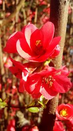 Close-up of pink flowers