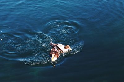 High angle view of ducks swimming in sea