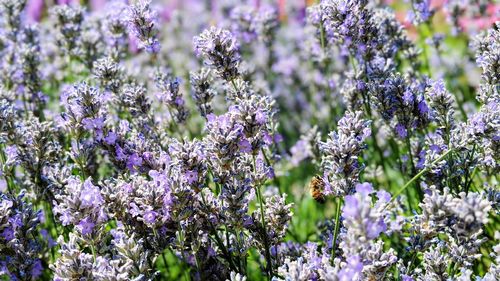 Close-up of purple flowering plants on field