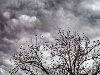 Low angle view of tree against sky