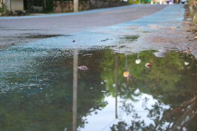 Close-up of jellyfish in water during rainy season