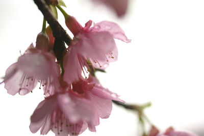 Low angle view of pink flowers against sky