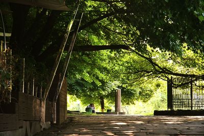 Woman walking along trees