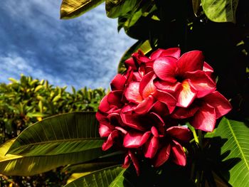 Close-up of red flowering plant