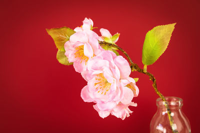 Close-up of pink rose in vase