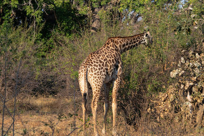 Giraffe standing on field